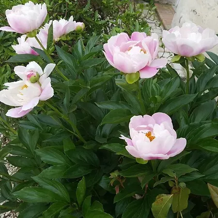 La Champreniere Bed & Breakfast 3*